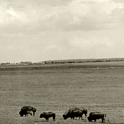 Tallgrass Prairie Preserve